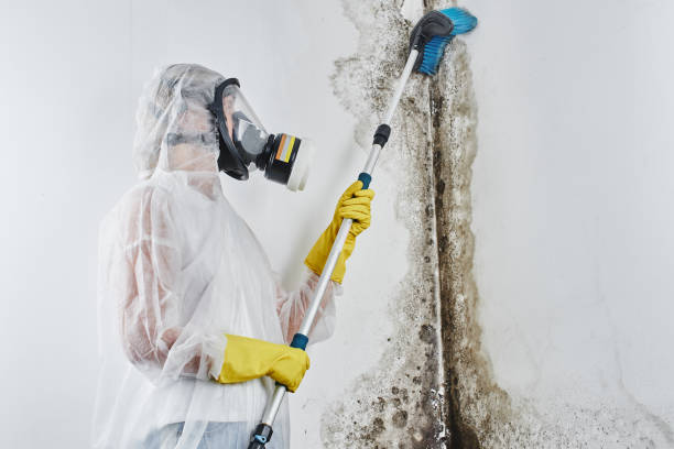 Best Best Mold Removal Companies  in Pingree Grove, IL