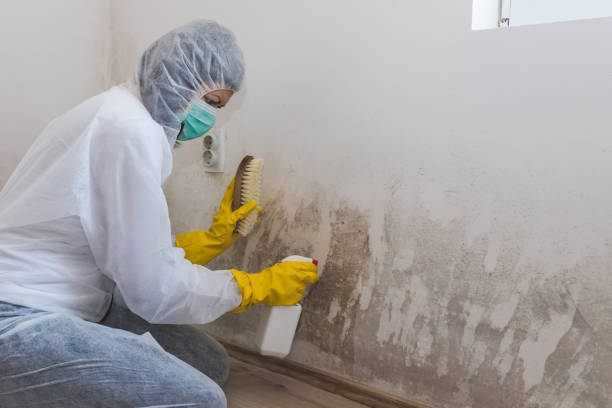 Best Crawl Space Mold Removal  in Pingree Grove, IL