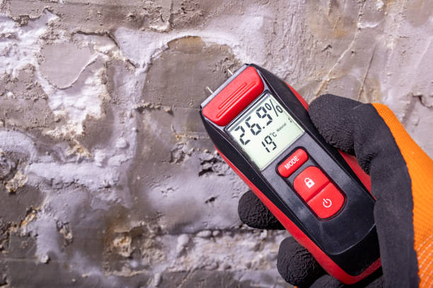 Best Attic Mold Removal  in Pingree Grove, IL