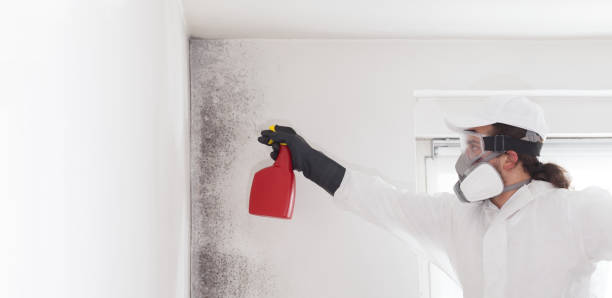 Best Mold Testing and Removal  in Pingree Grove, IL
