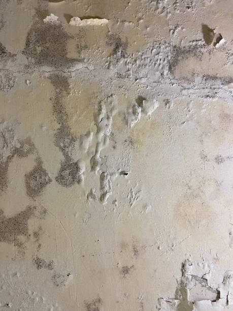 Best Mold Testing  in Pingree Grove, IL