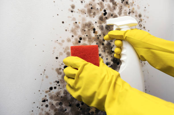 Best Local Mold Removal Service  in Pingree Grove, IL