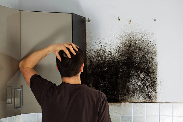 Best Attic Mold Removal  in Pingree Grove, IL