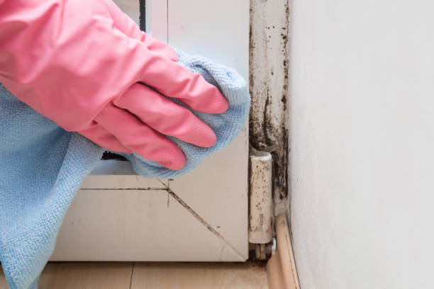 Best Mold Cleaning Services  in Pingree Grove, IL
