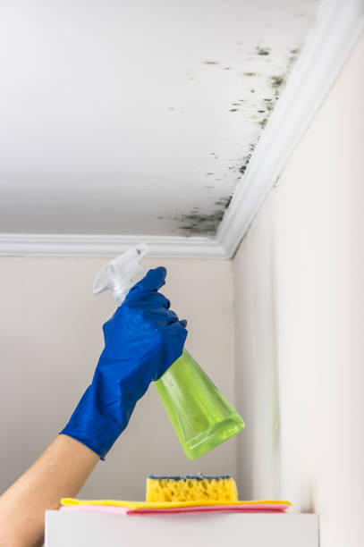 Best Toxic Mold Removal  in Pingree Grove, IL