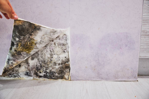 Mold Testing and Removal in Pingree Grove, IL